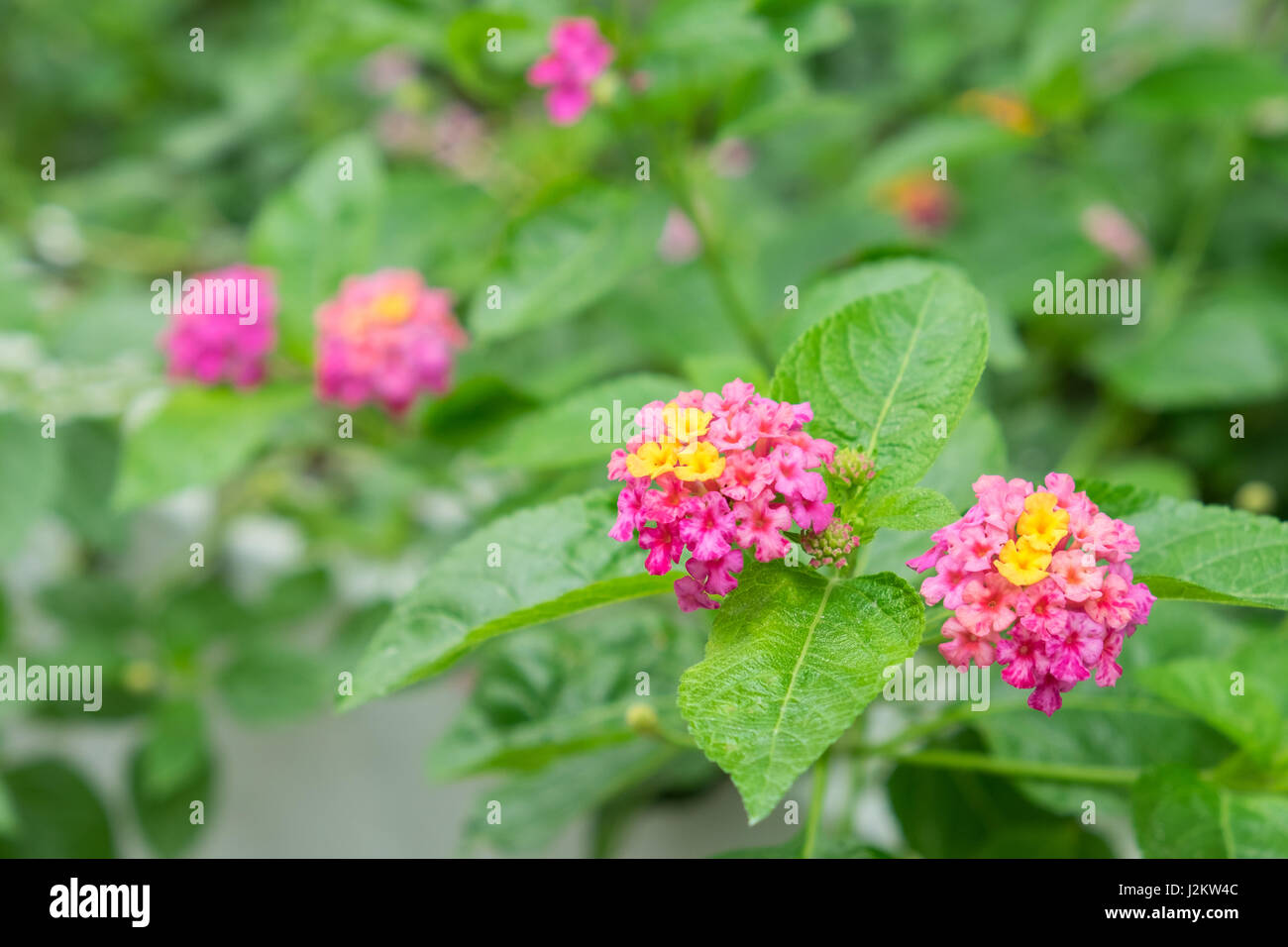 Lantana camara fleurs, plantes aromatiques et médicinales les fleurs. Banque D'Images