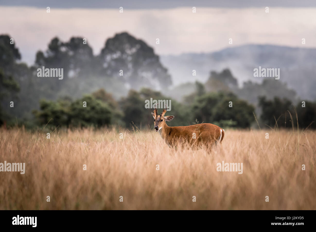 Deer Barking avec une belle pose dans l'environnement de jungle. Deer Barking dans le parc national Khao Yai, Thaïlande. Deer Barking. Les jeunes d'aboyer cerf dans le tal Banque D'Images