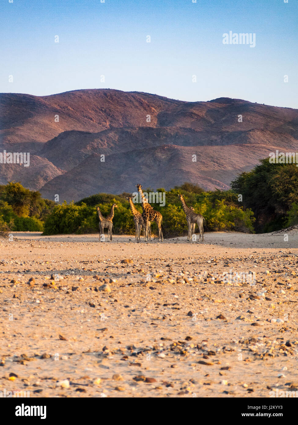 Les Girafes sauvages près de Purros, Namibie Banque D'Images