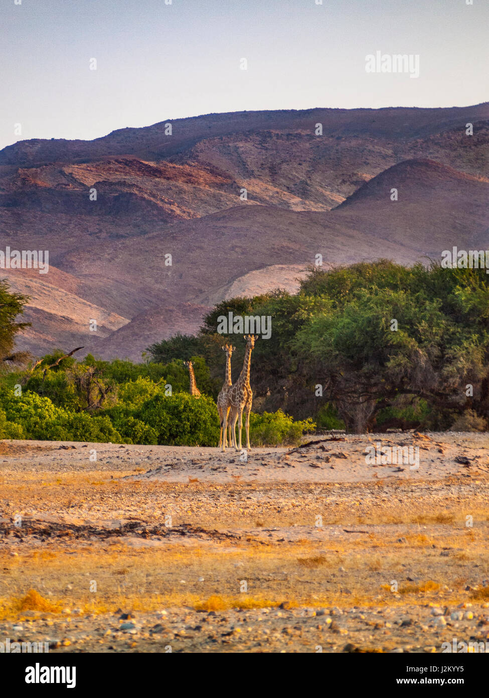 Les Girafes sauvages près de Purros, Namibie Banque D'Images
