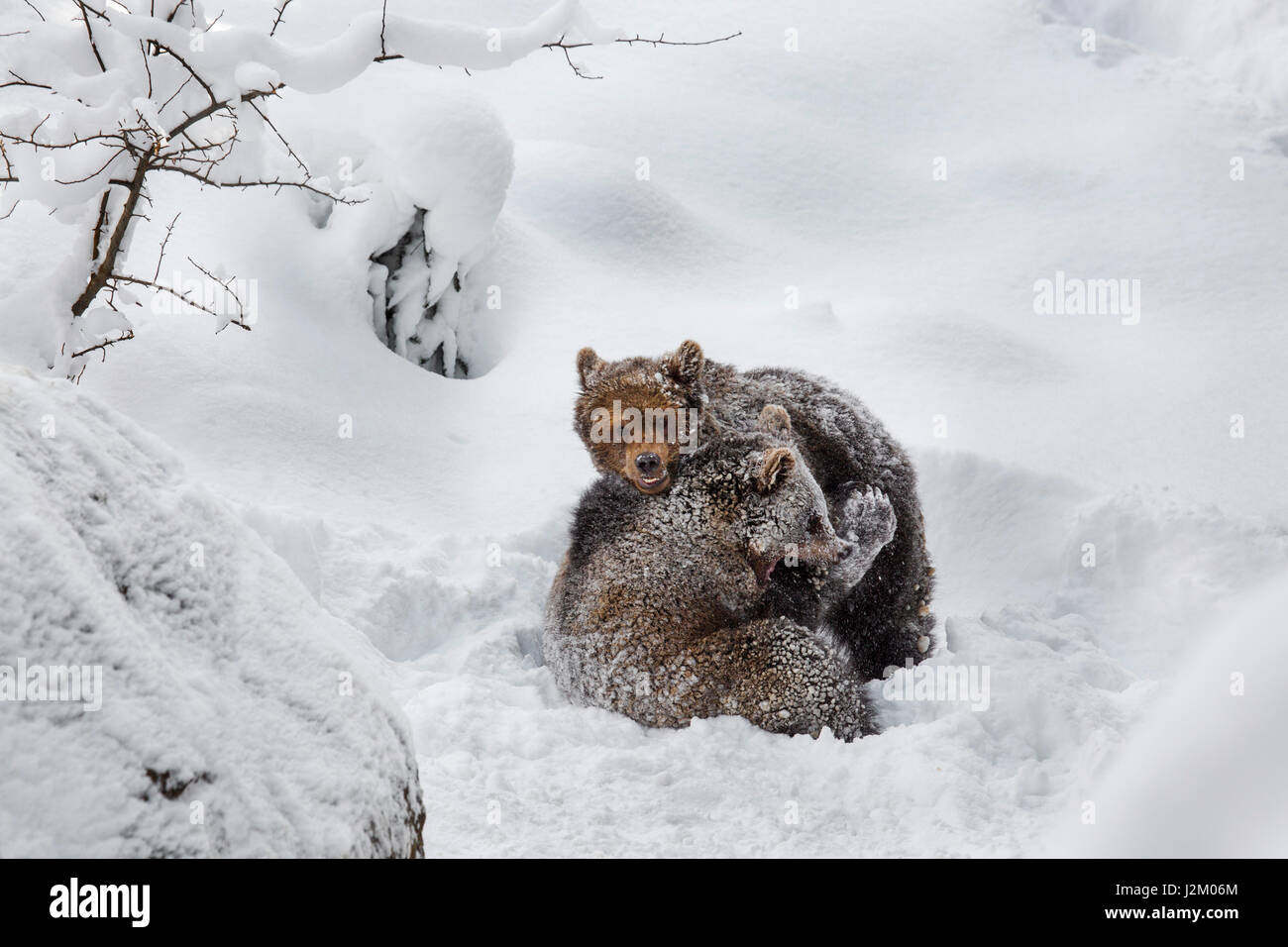 Deux 1 ans d'oursons ours brun (Ursus arctos arctos) jouer les combats dans la neige en hiver Banque D'Images