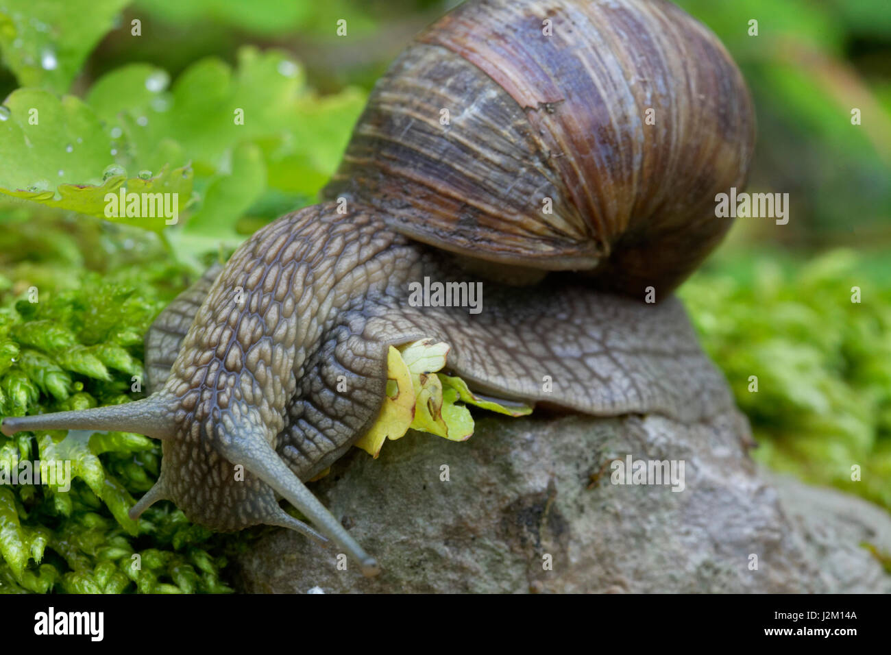 Escargot de Bourgogne d'Istra, Croatie Banque D'Images