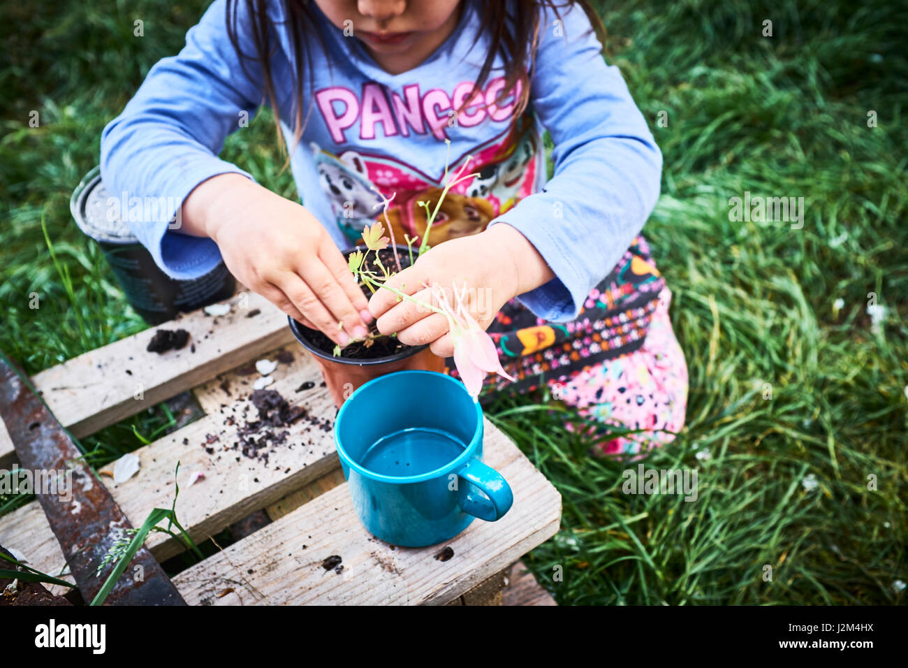 3 ans, fille d'empotage/plantation fleurs à un allotissement britannique. Banque D'Images