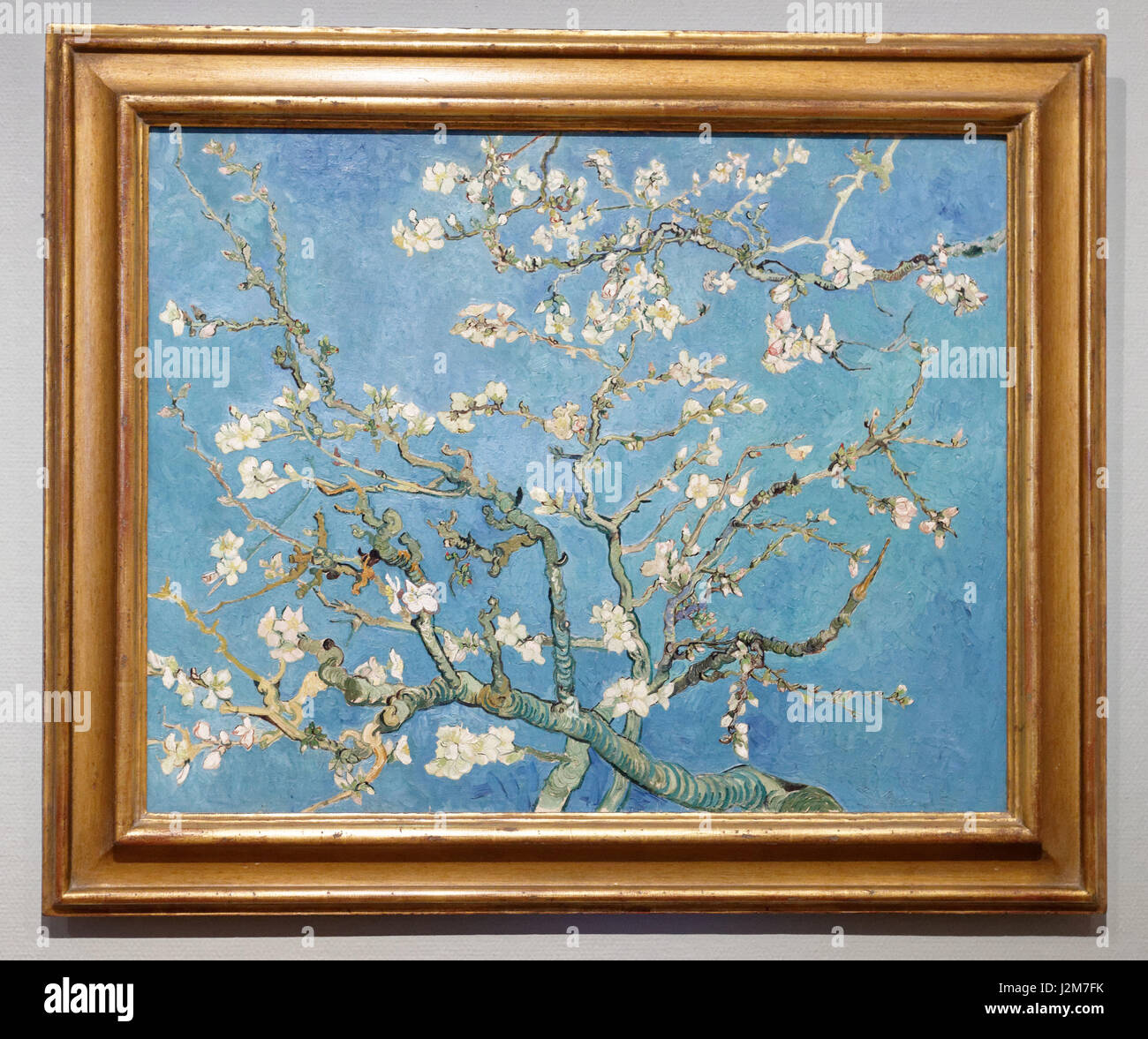 Pays Bas, Hollande septentrionale / Amsterdam, Noord-Holland, Quartier des musées, musée Van Gogh, l'amandier en fleurs (1890) de Vincent Van Gogh Banque D'Images