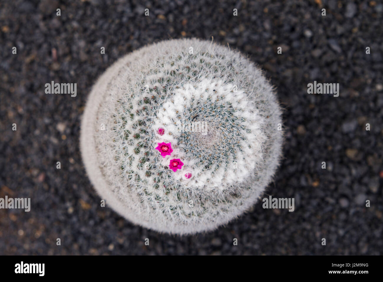 Espagne, Canaries, Lanzarote, Guatiza, cactus, Mammillaria Haageana Banque D'Images