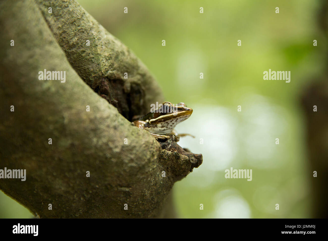 La grenouille d'un Assam sur le tronc d'un arbre à l'Ratargul la forêt marécageuse d'eau douce. C'est un endroit très intéressant et passionnant pour tour d'aventure Banque D'Images