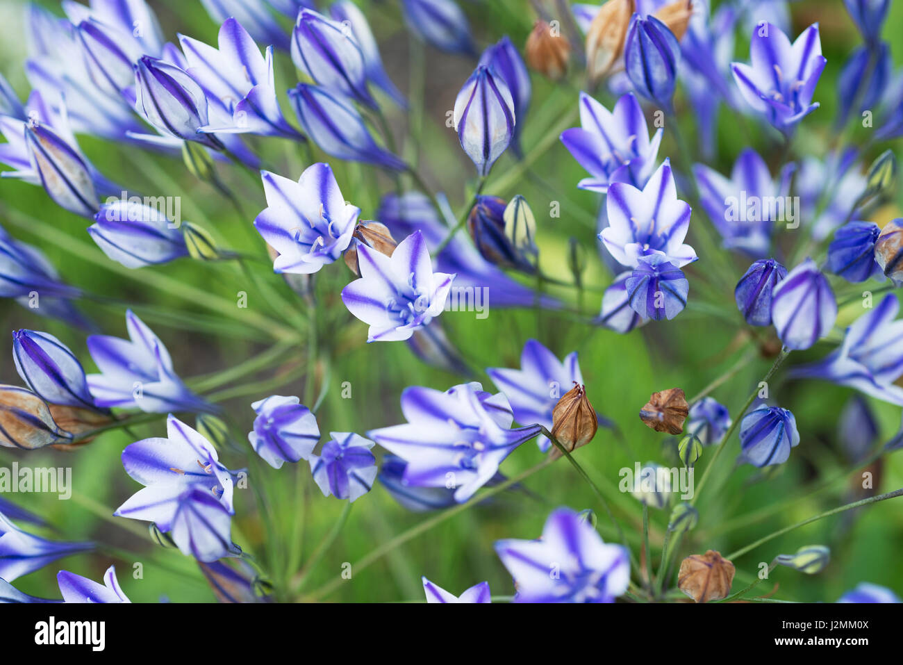 Le Triteleia à fleurs Banque D'Images