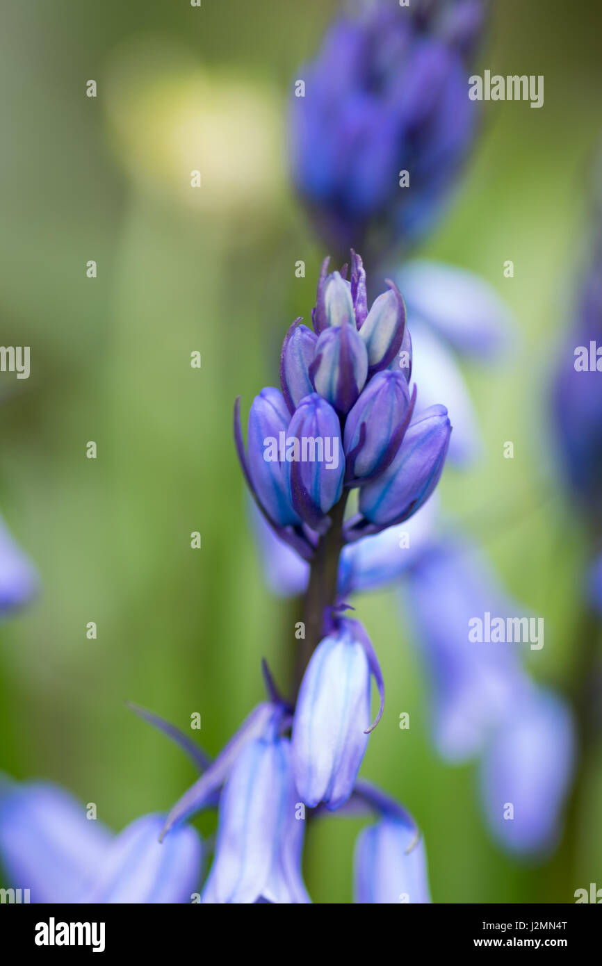 Fleurs bleu avec centre focus Banque D'Images