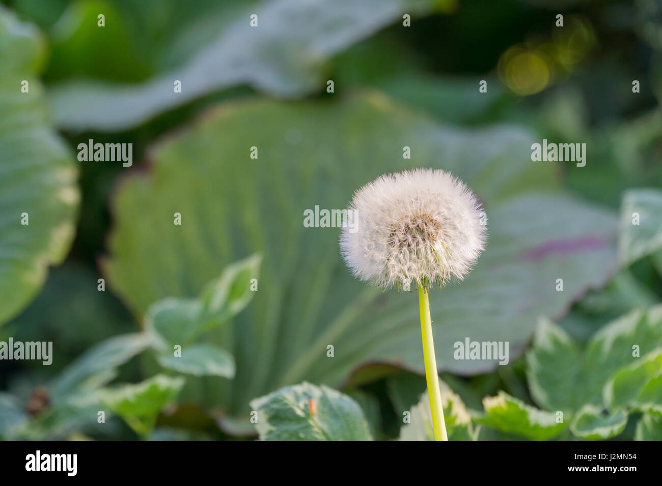 Centre de graines de pissenlit allé à l'arrière-plan flou artistique Banque D'Images