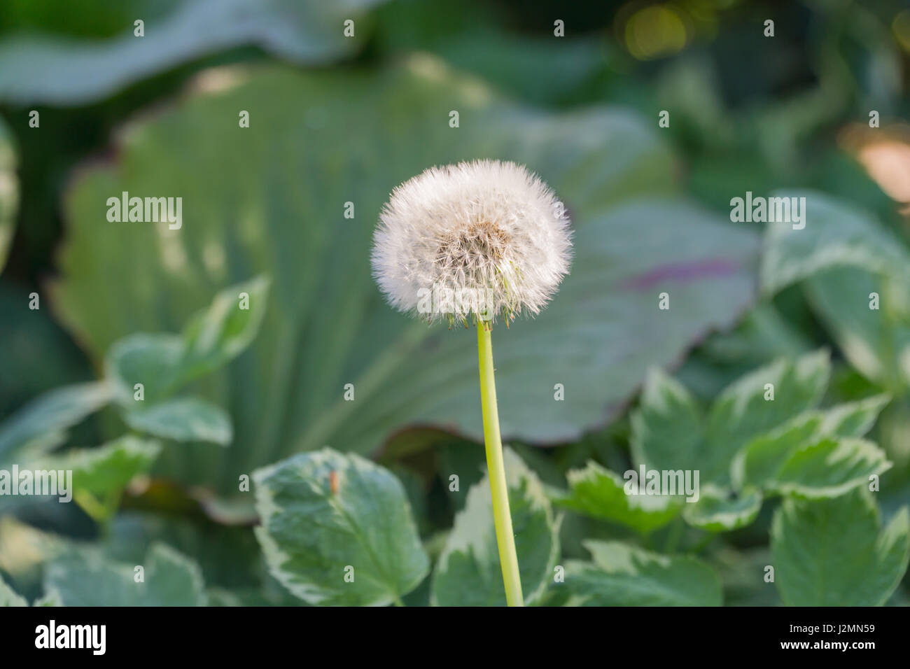 Centre de graines de pissenlit allé à l'arrière-plan flou artistique Banque D'Images