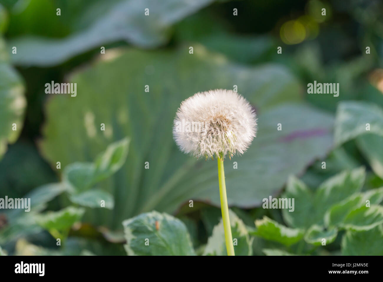 Centre de graines de pissenlit allé à l'arrière-plan flou artistique Banque D'Images