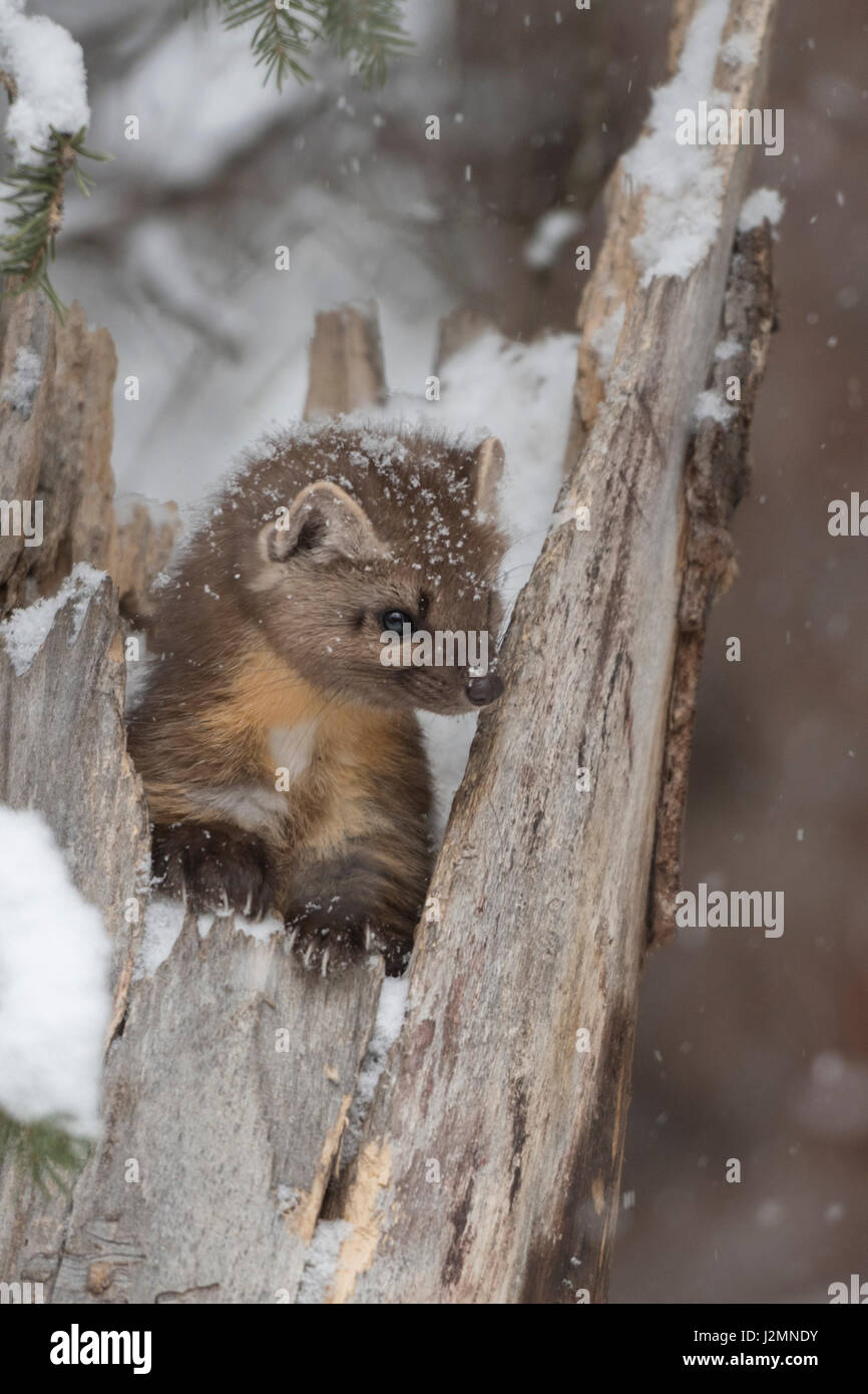 La martre d'Amérique / Baummarder ( Martes americana ) en hiver, assis sur une souche d'arbre lors de chutes de neige, l'air mignon, Montana, USA. Banque D'Images