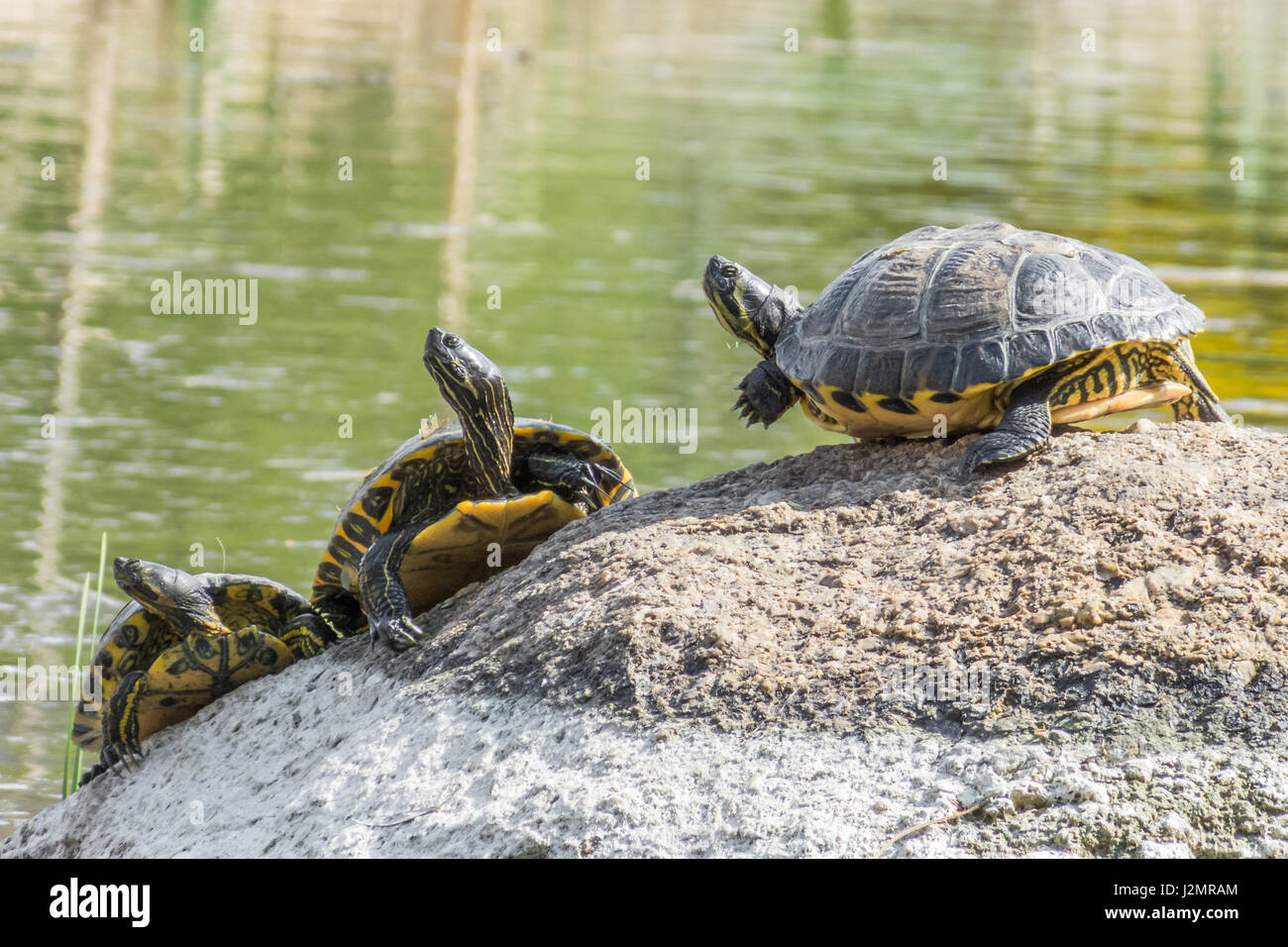 Une certaine tortue assis sur une pierre dans un lac profiter du soleil Banque D'Images