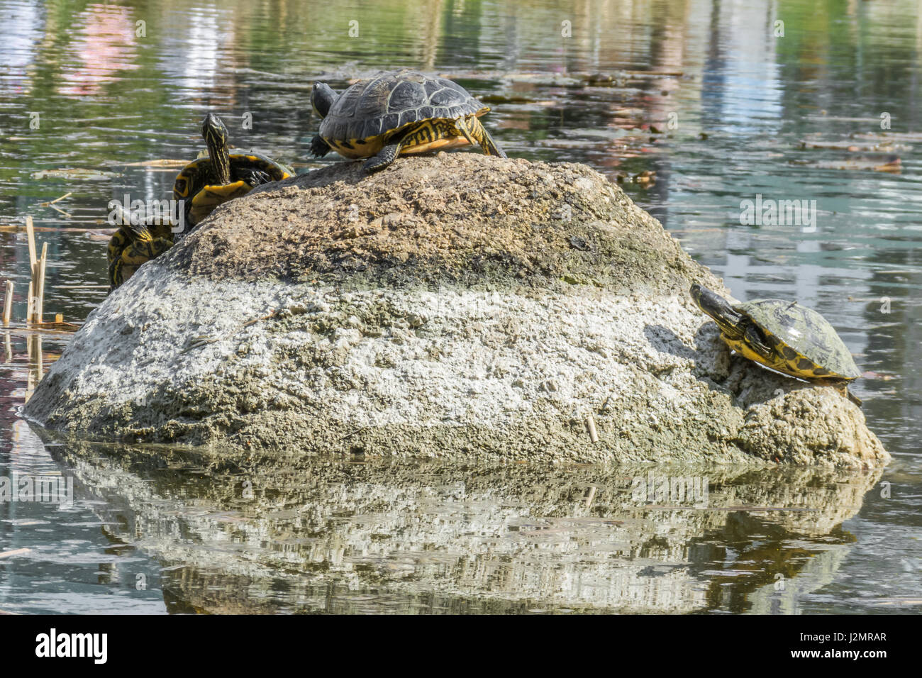 Une certaine tortue assis sur une pierre dans un lac profiter du soleil Banque D'Images