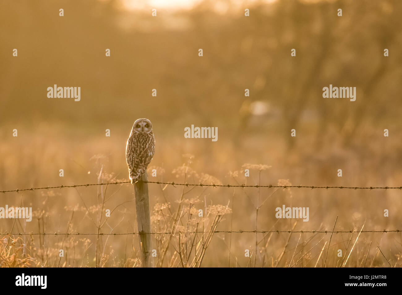 Le hibou des marais (Asio flammeus) perché sur un poteau de clôture en fil de fer barbelé en hiver coucher du soleil Banque D'Images