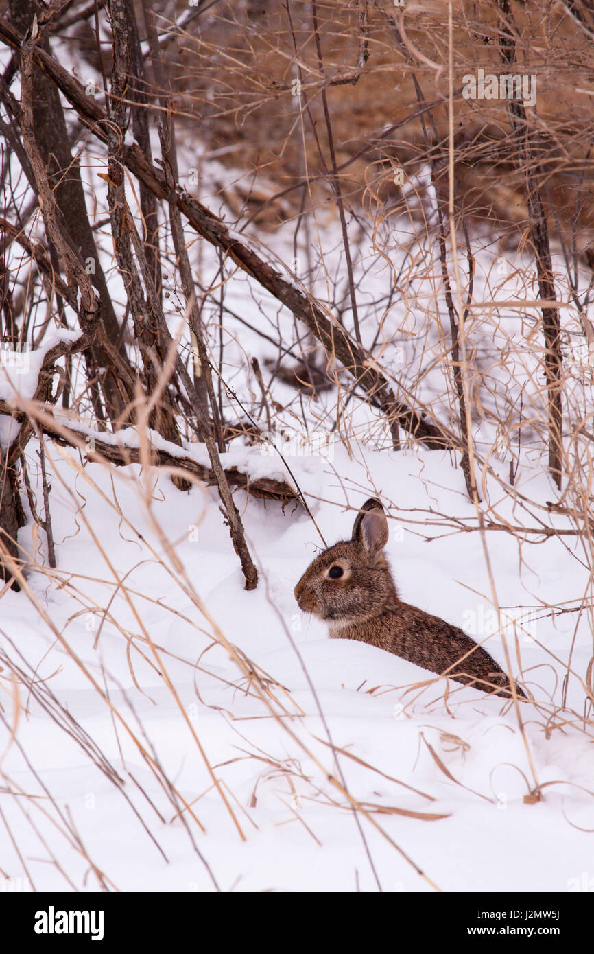 Jack Rabbit dans le milieu de l'hiver au Wisconsin Banque D'Images