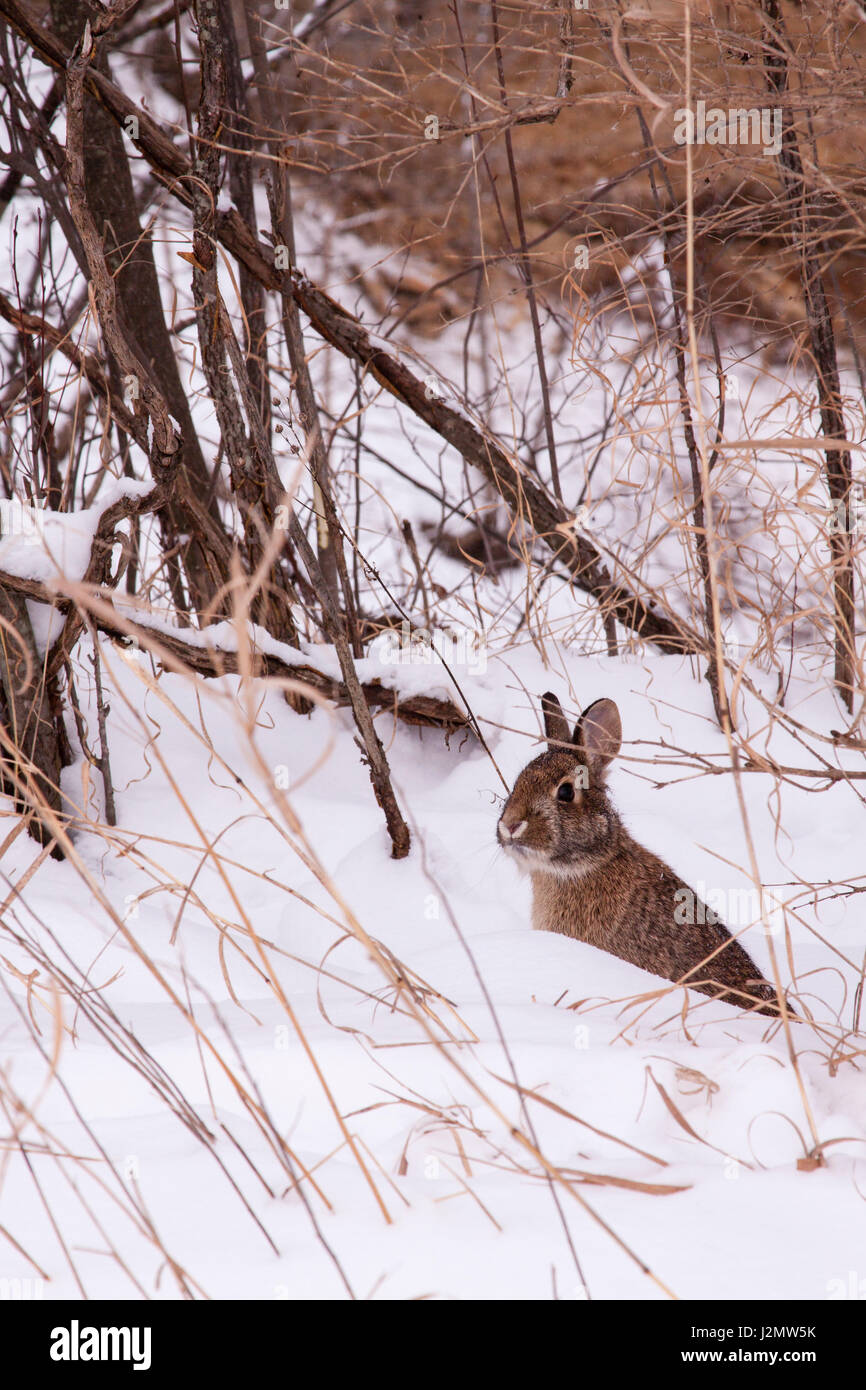 Jack Rabbit dans le milieu de l'hiver au Wisconsin Banque D'Images