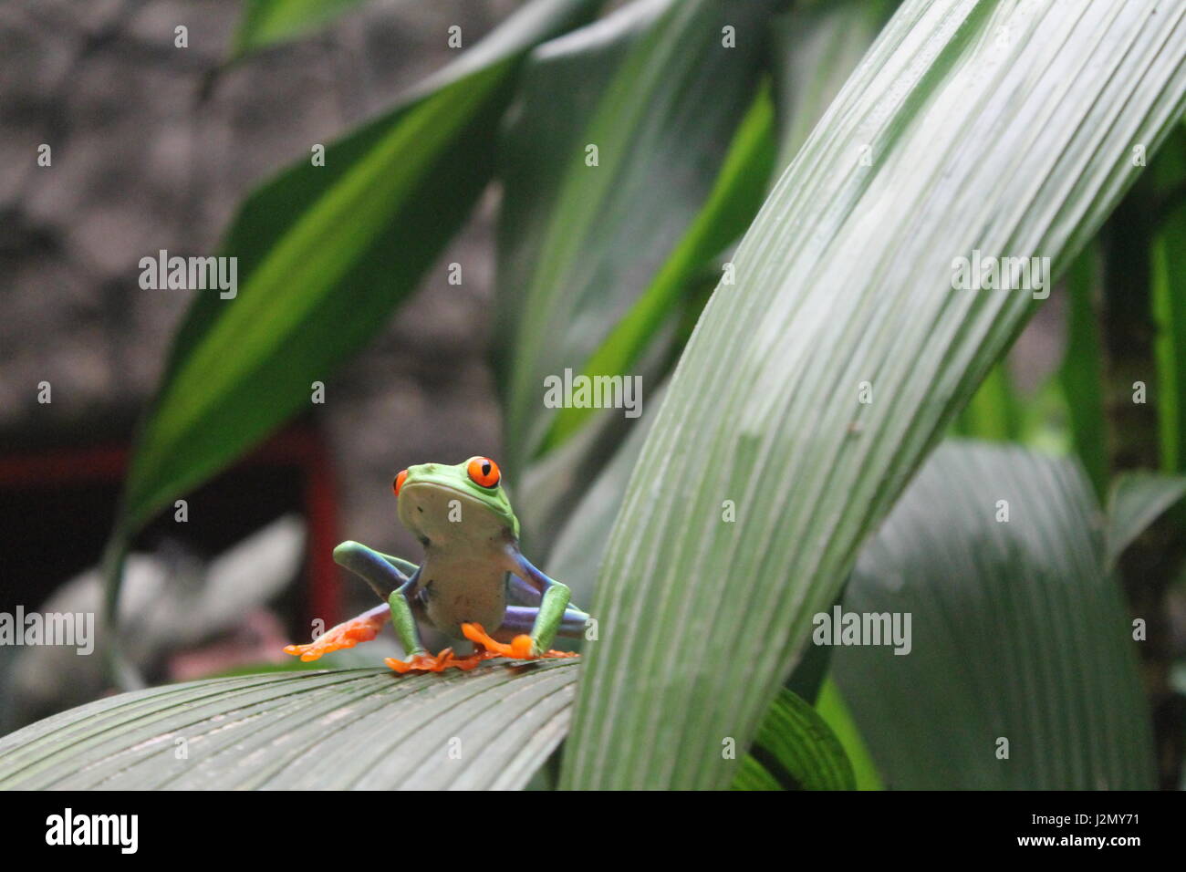 Red eyed Green Tree Frog on Plant in Jungle Banque D'Images