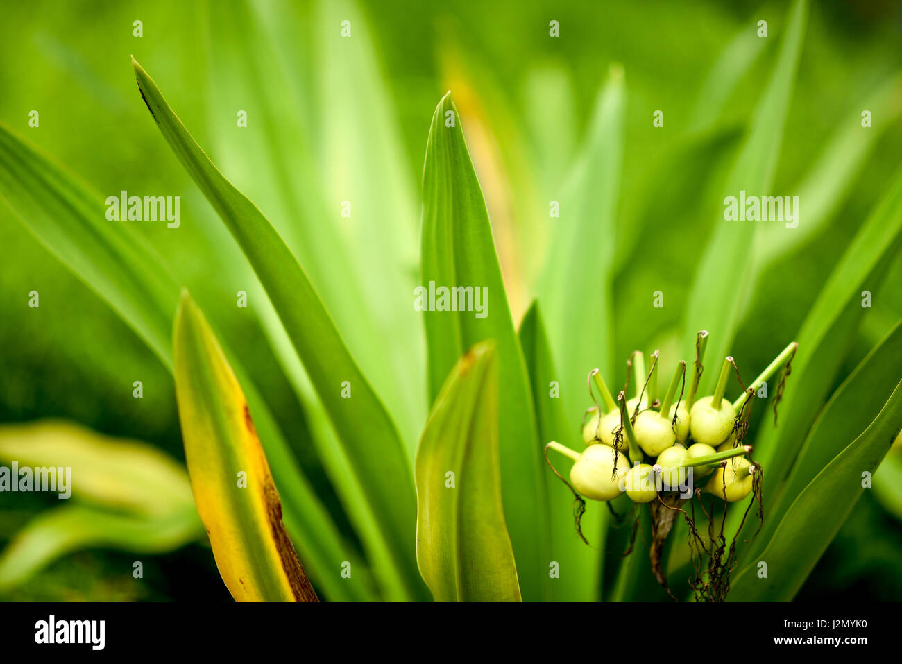 Fleurs ou fruits Banque D'Images