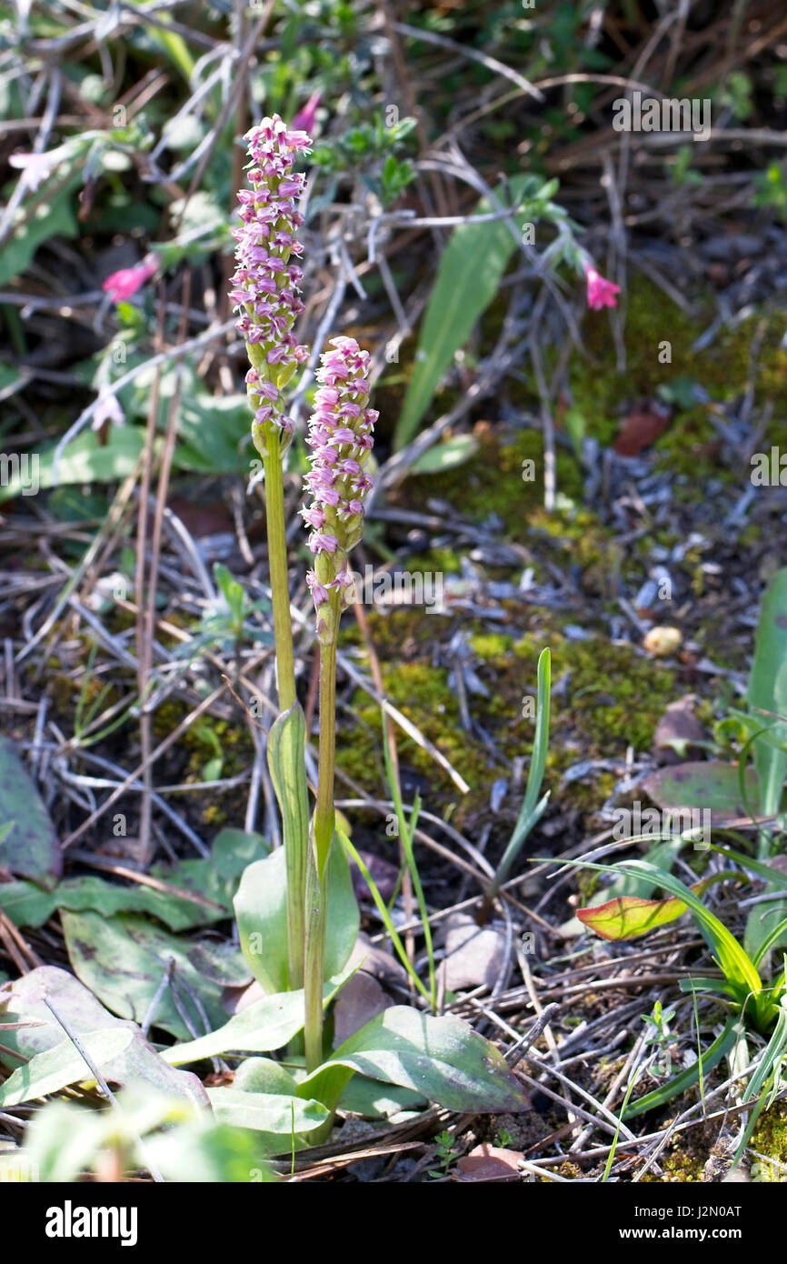 Dense-flowered Orchidées, (Neotinea maculata), Péninsule d'Akamas, Paphos, Chypre. Banque D'Images