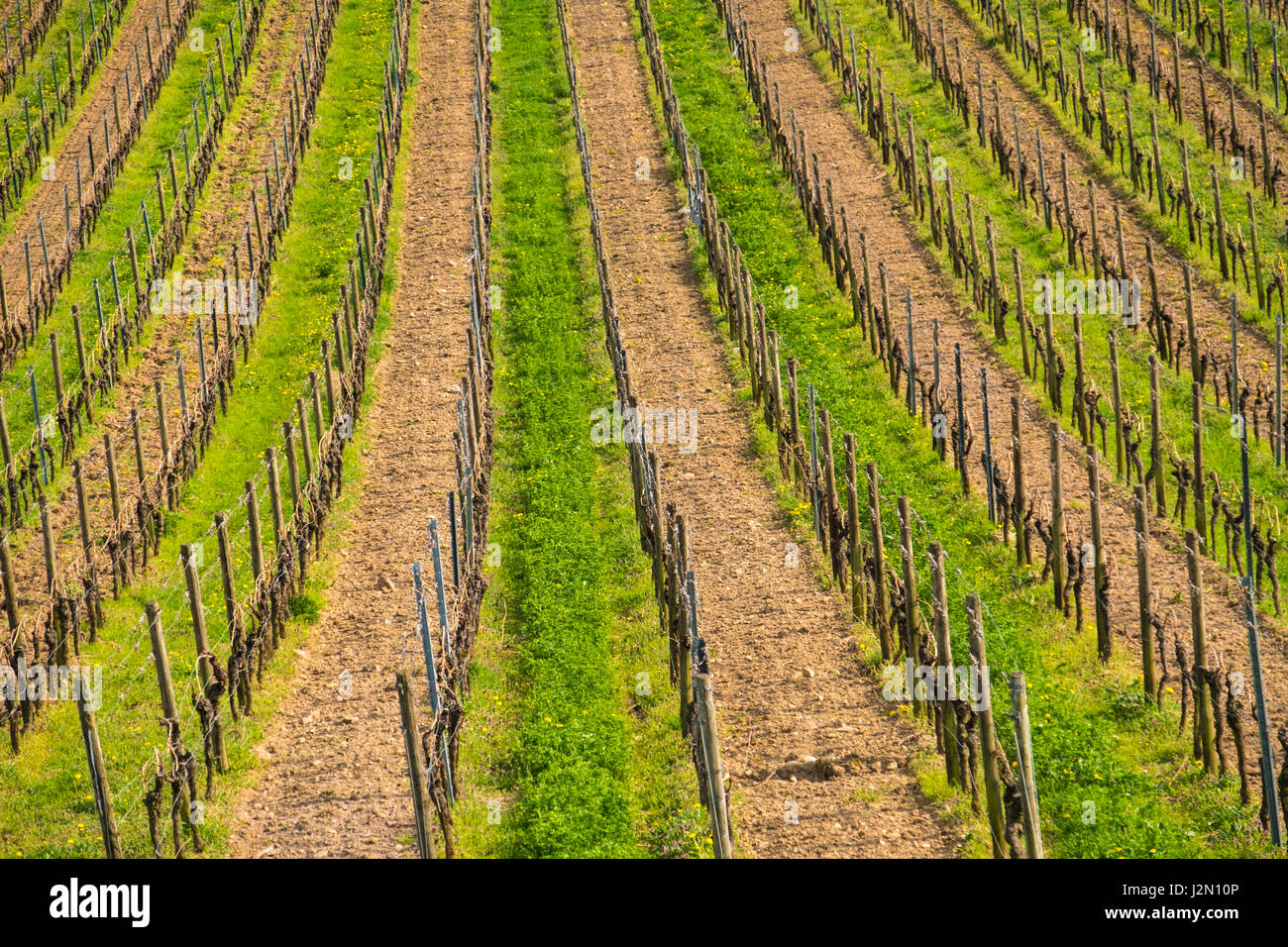 Vignes à Rüdesheim am Rhein une ville de vinification dans les gorges du Rhin et de ce fait partie de l'UNESCO World Heritage Site, Hesse, Allemagne Banque D'Images