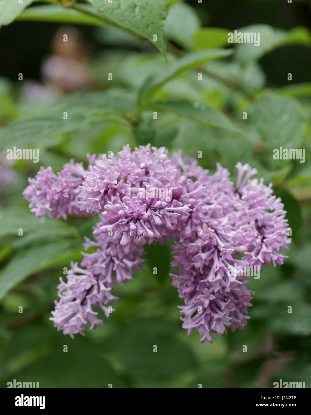 Wolfii Syringa villosa ssp. Banque D'Images