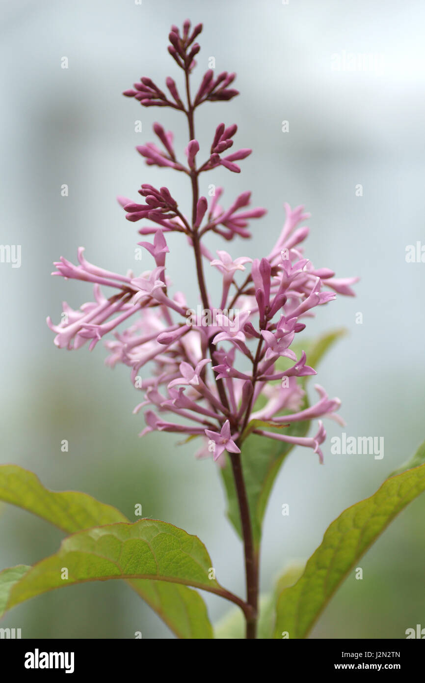Wolfii Syringa villosa ssp. Banque D'Images