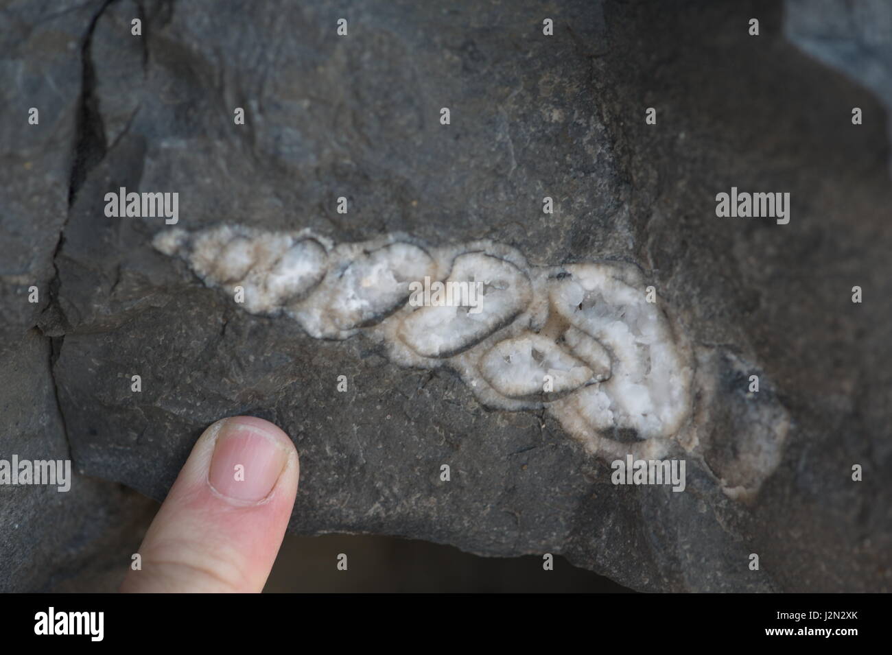 Remplis de gastéropode turretted quartz- fossile de Monk Nash, Nouvelle-Galles du Sud Banque D'Images