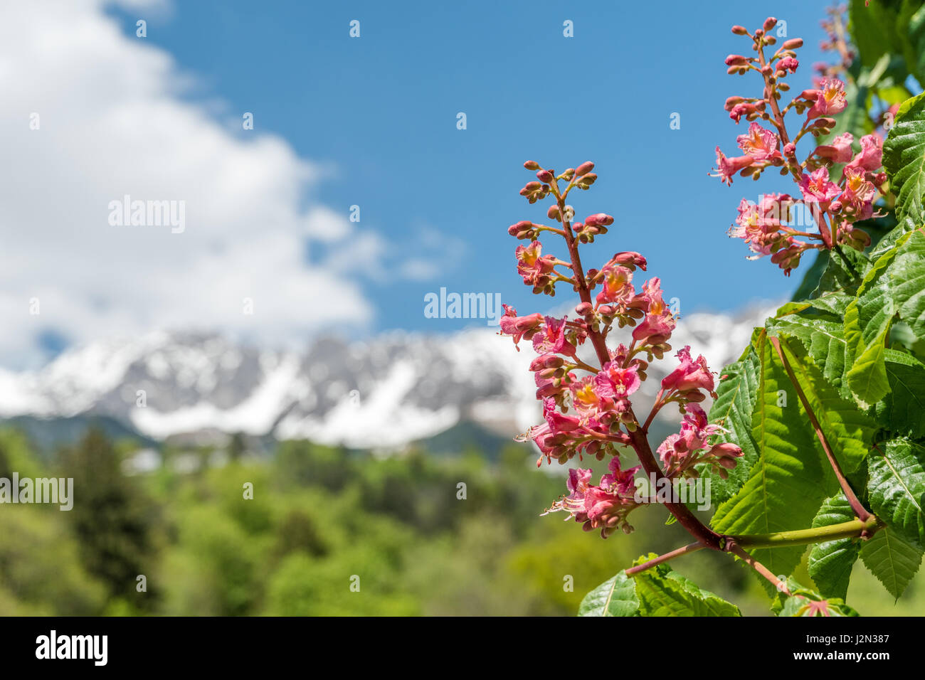 Close-up au début du printemps des fleurs roses d'un marronnier à Innsbruck, Autriche. Dans l'arrière-plan sont les Alpes avec de la neige sur les sommets. D peu profondes Banque D'Images