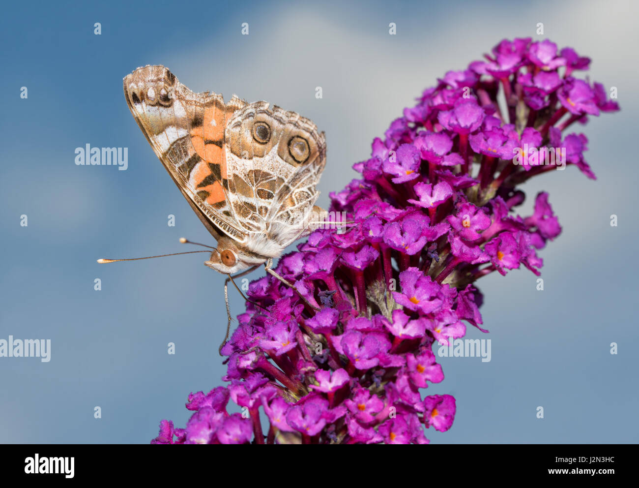 Beau papillon belle dame américaine qui se nourrit d'une grappe de fleurs pourpre Buddleia avec fond de ciel bleu Banque D'Images