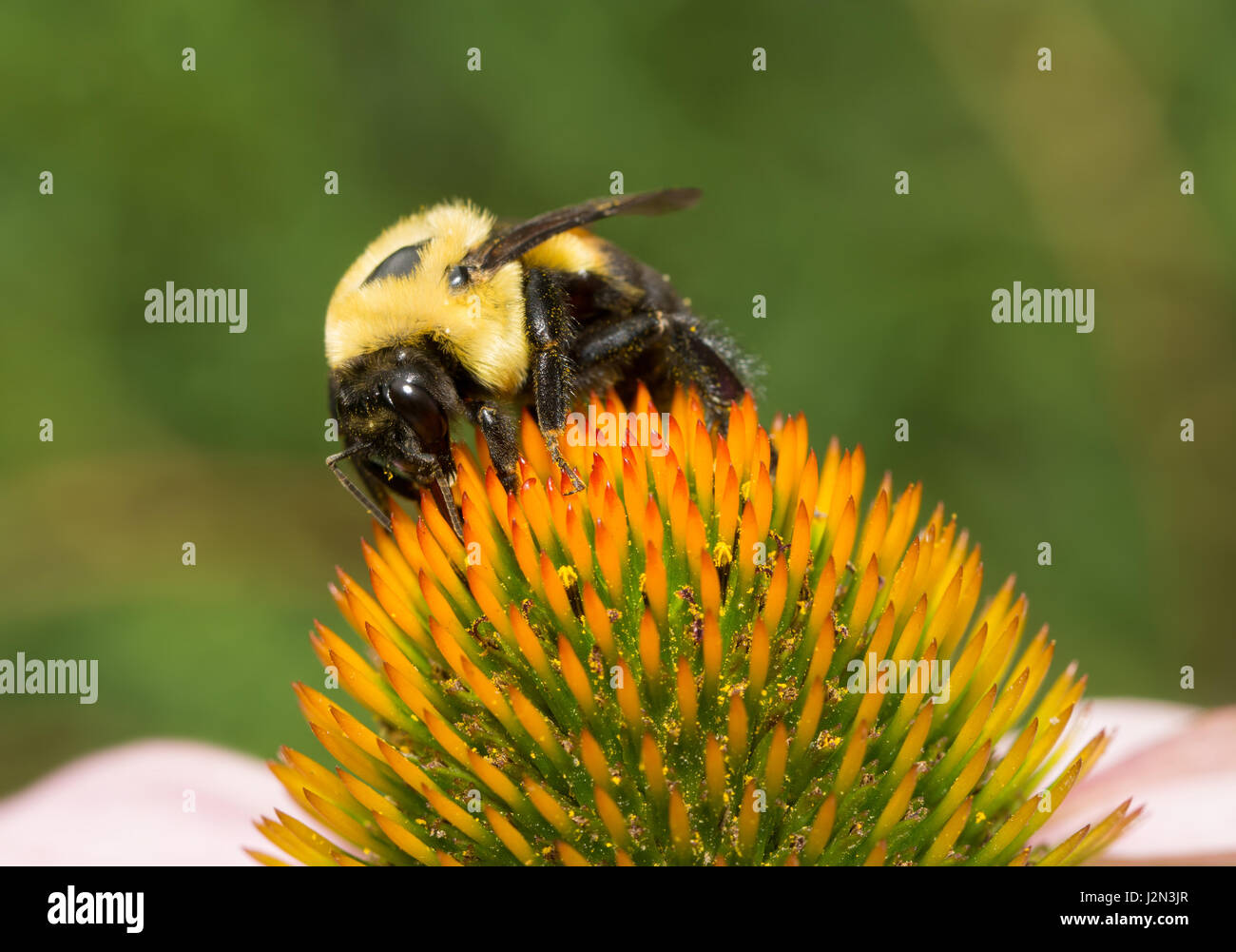 Grande abeille charpentière pollinisant un l'échinacée Banque D'Images