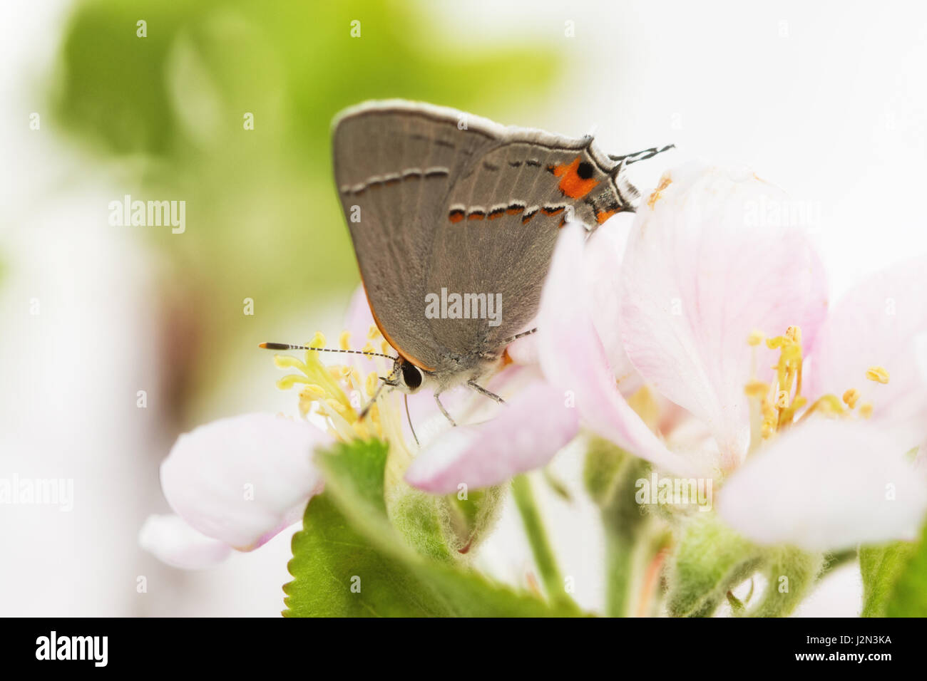 Beau, petit, gris papillon porte-queue d'un pollinisateur, la fleur au début du printemps Banque D'Images