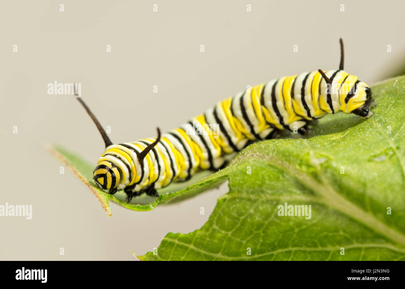 8 jours Monarch Milkweed manger Caterpillar Banque D'Images