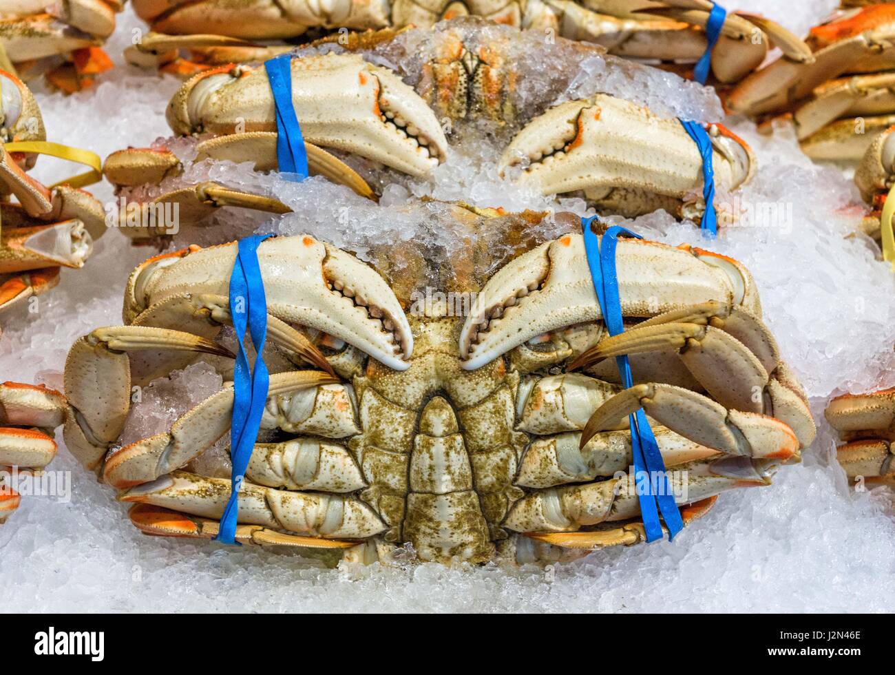 Le crabe dormeur, à la vente à un marché aux poissons Banque D'Images