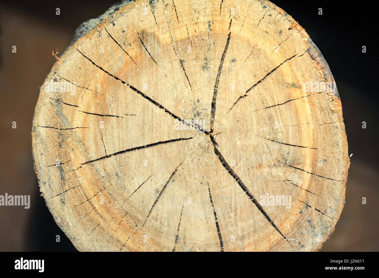 Vue de dessus d'une souche d'arbre isolé sur fissures radiales d'arrière-plan Banque D'Images