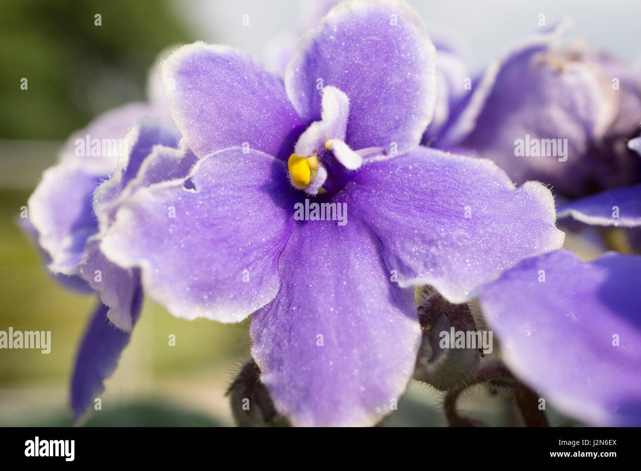 Plan macro sur une fleur violette avec pistil jaune Photo Stock - Alamy