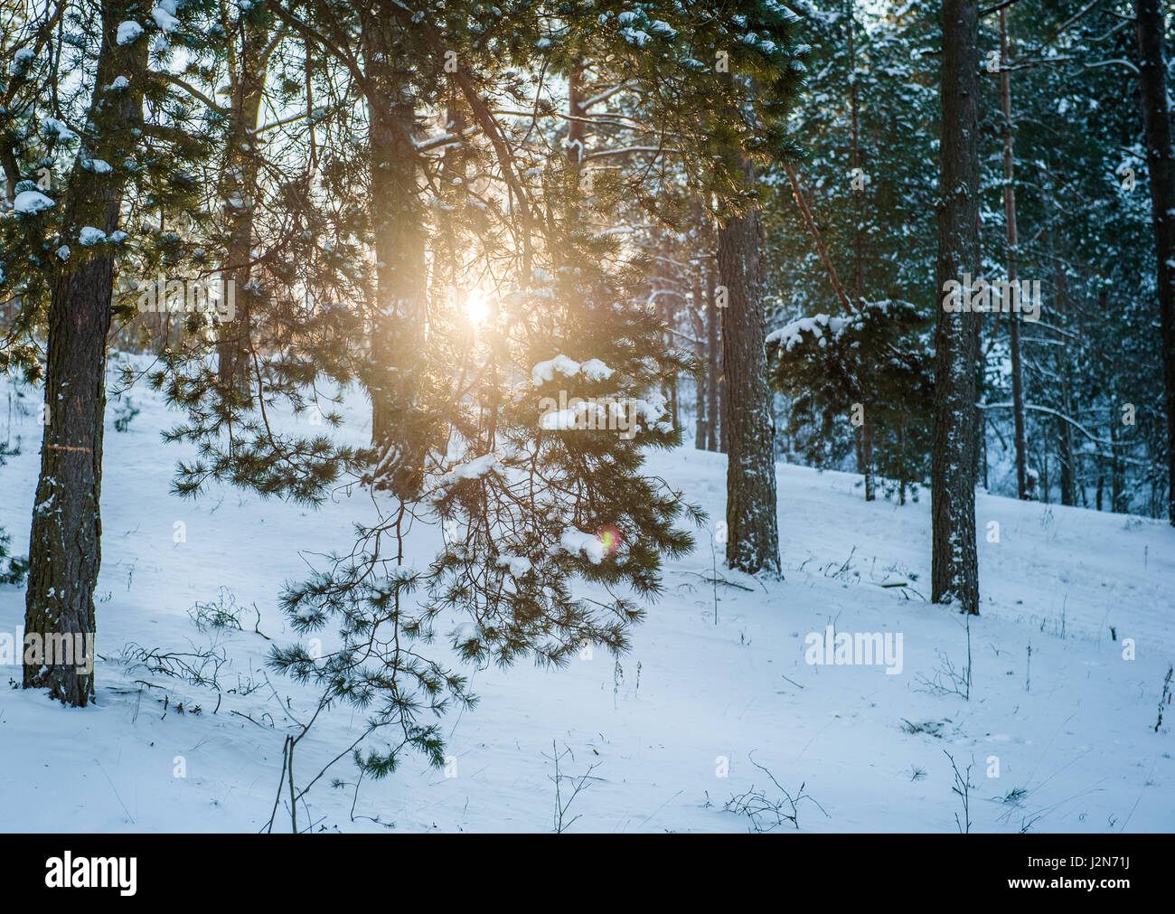 La lumière du soleil dans l'hiver blanc avec des forêts de pins et de neige fraîche Banque D'Images