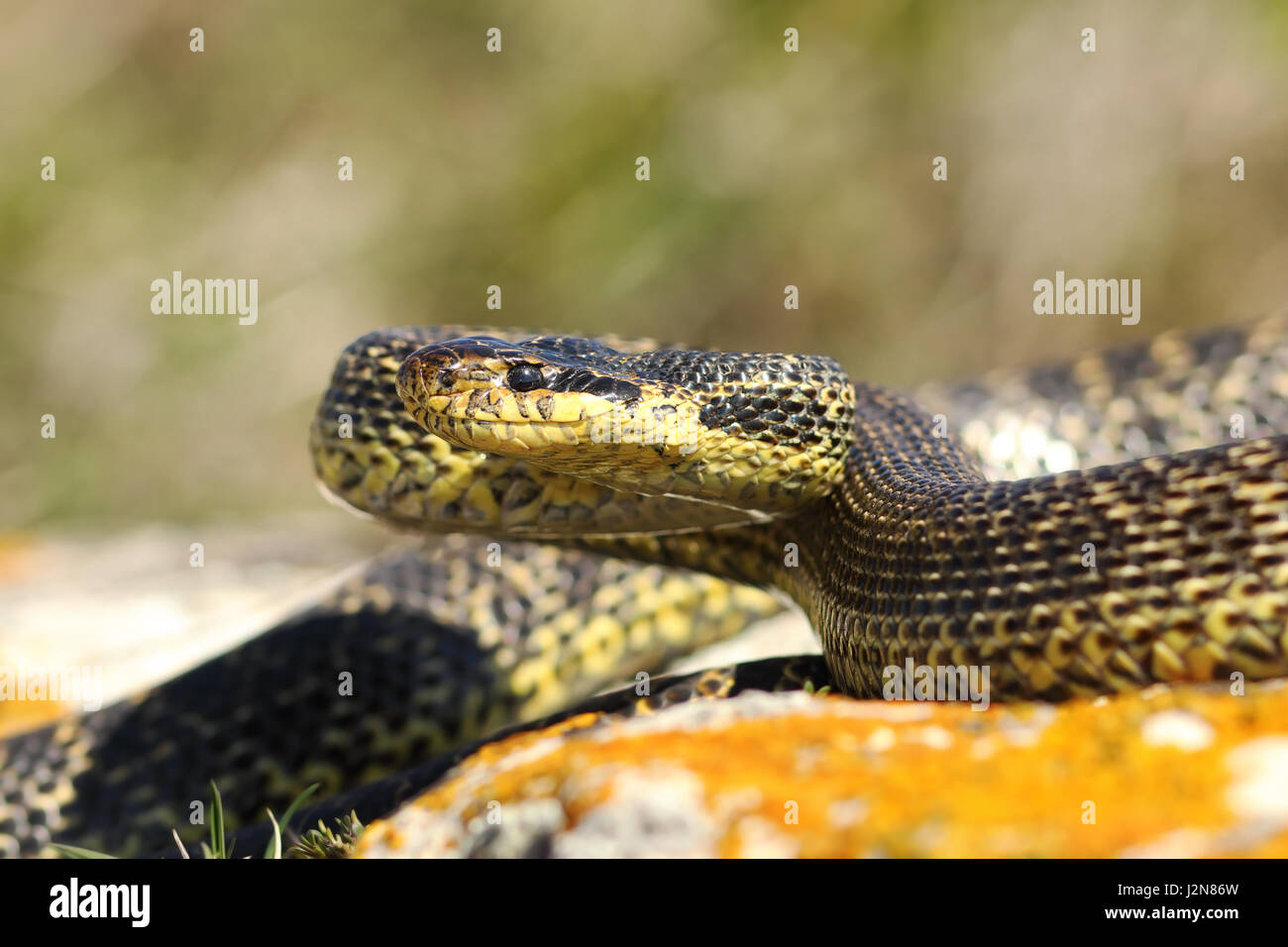 Blotched snake sur la grève ( Elaphe sauromates, reptiles sauvages photographiés en Roumanie ) Banque D'Images