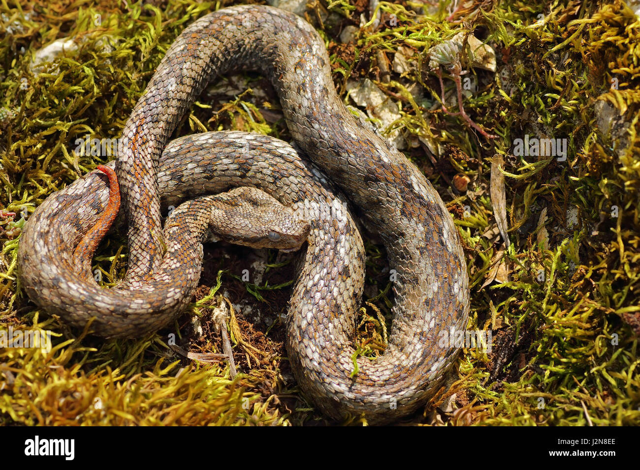 Vipère à cornes nez masculins se dorant dans habitat naturel ( Vipera ammodytes ) Banque D'Images