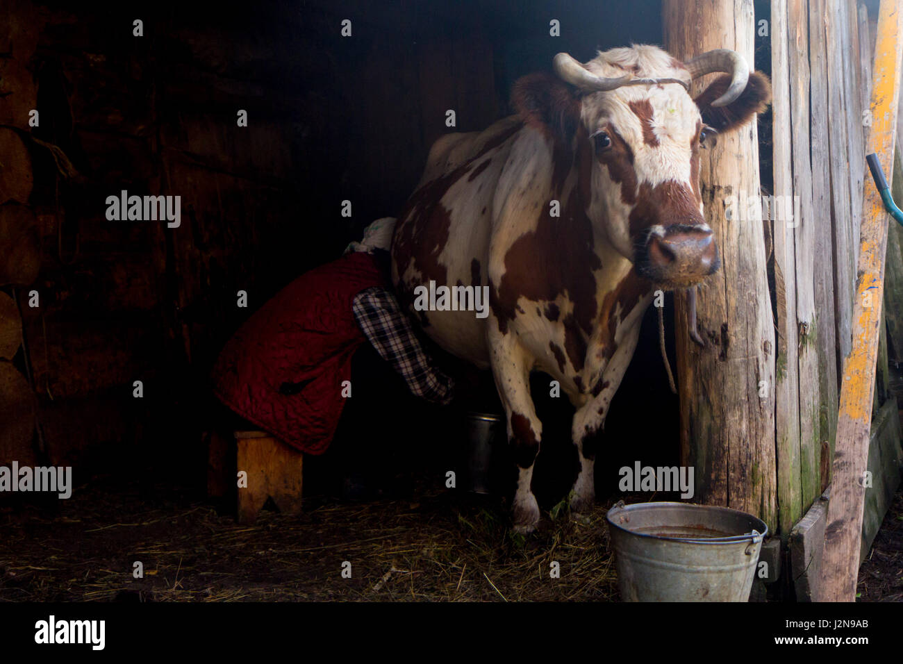 Vieille Femme est traire une vache dans une maison en bois Banque D'Images