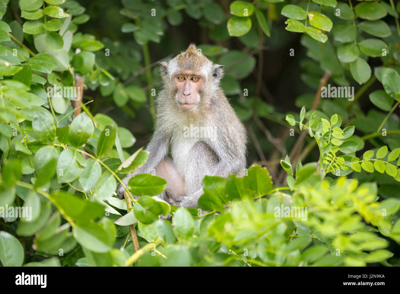 Singe à longue queue, assis sur un arbre de la banane, de la faune Banque D'Images