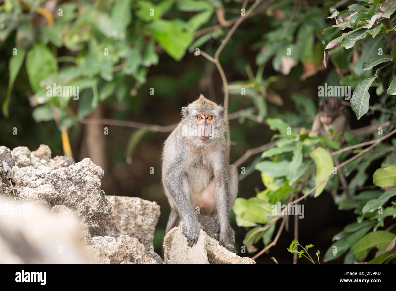 Jeune singe à longue queue, dans les forêts tropicales Banque D'Images