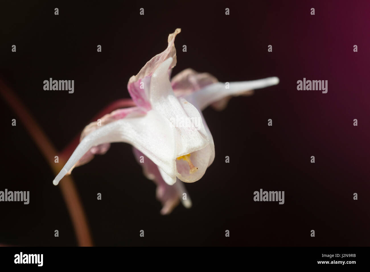 Gros plan d'une fleur simple de l'Epimedium youngianum barrenwort, 'Purple Heart' Banque D'Images