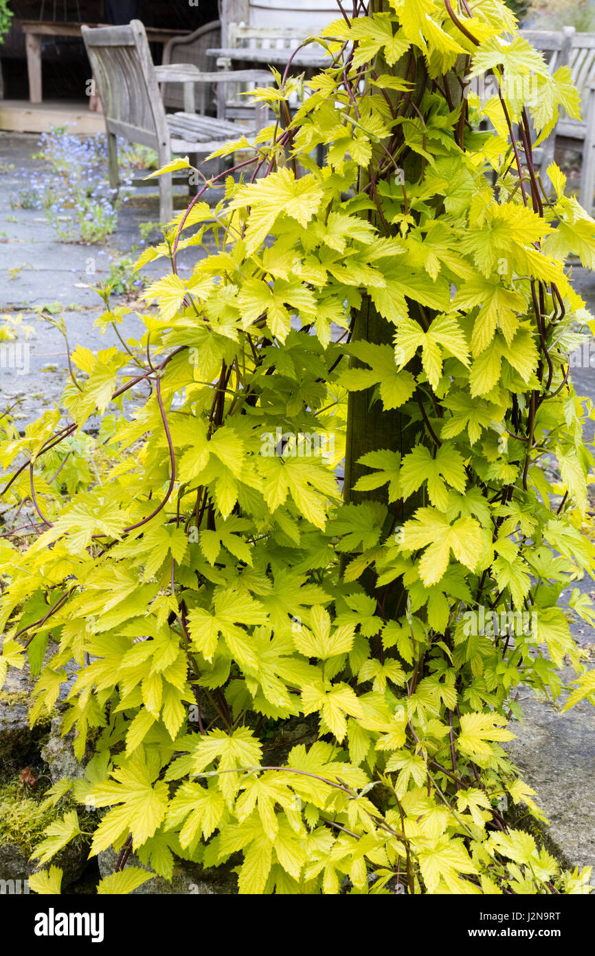 Feuillage doré lumineux de l'escalade d'ornement, houblon Humulus lupulus 'Aureus' Banque D'Images