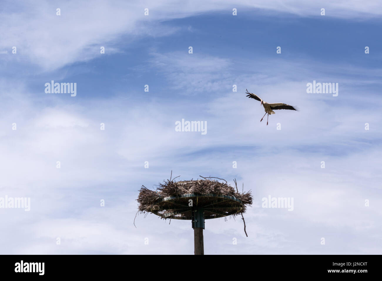 Dans la zone humide de Monbardon (Hossegor - Landes - France), une femme de race blanche stork retourner à son nid. Dans les barthes de Monbardon (Hossegor - Landes Banque D'Images