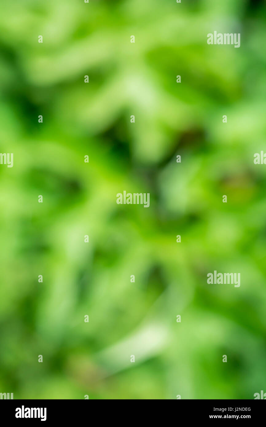 Floues, soft-focus, vert formes abstraites organiques comme arrière-plan, papier peint ou de texture, ou abstrait. Troubles de feuilles vertes. Banque D'Images