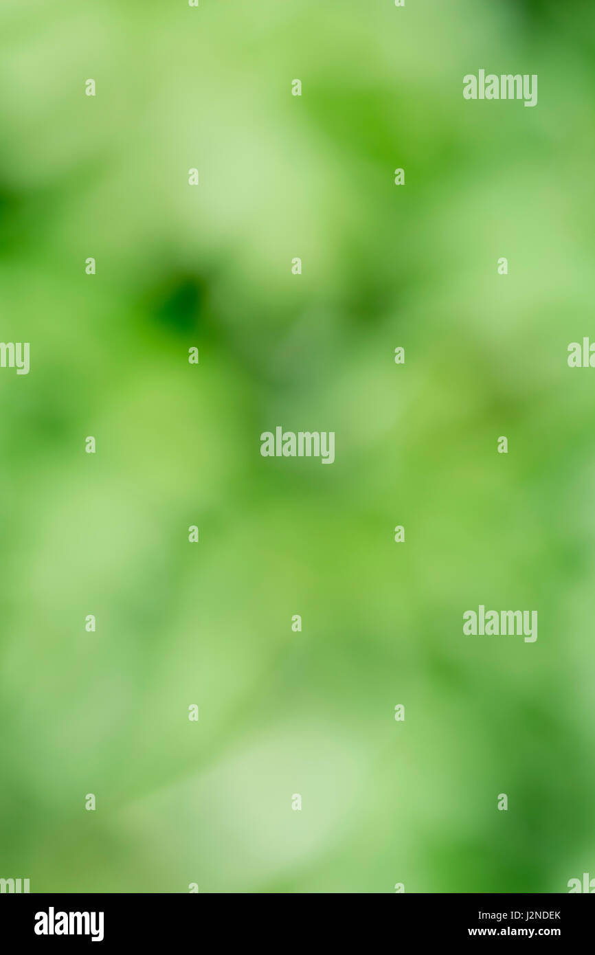 Floues, soft-focus, vert formes abstraites organiques comme arrière-plan, papier peint ou de texture, ou abstrait. Troubles de feuilles vertes. Banque D'Images