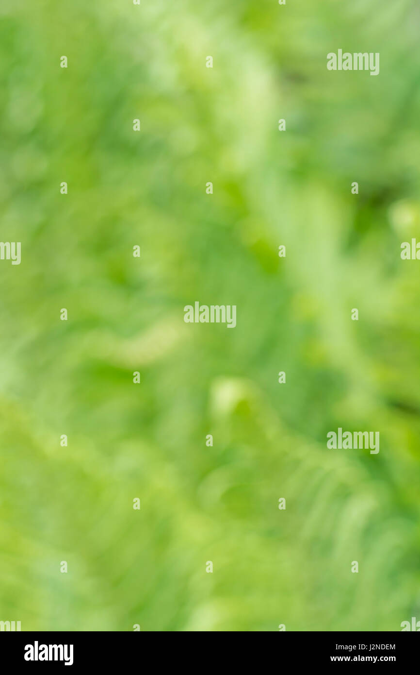 Floues, soft-focus, vert formes abstraites organiques comme arrière-plan, papier peint ou de texture, ou abstrait. Troubles de feuilles vertes. Banque D'Images