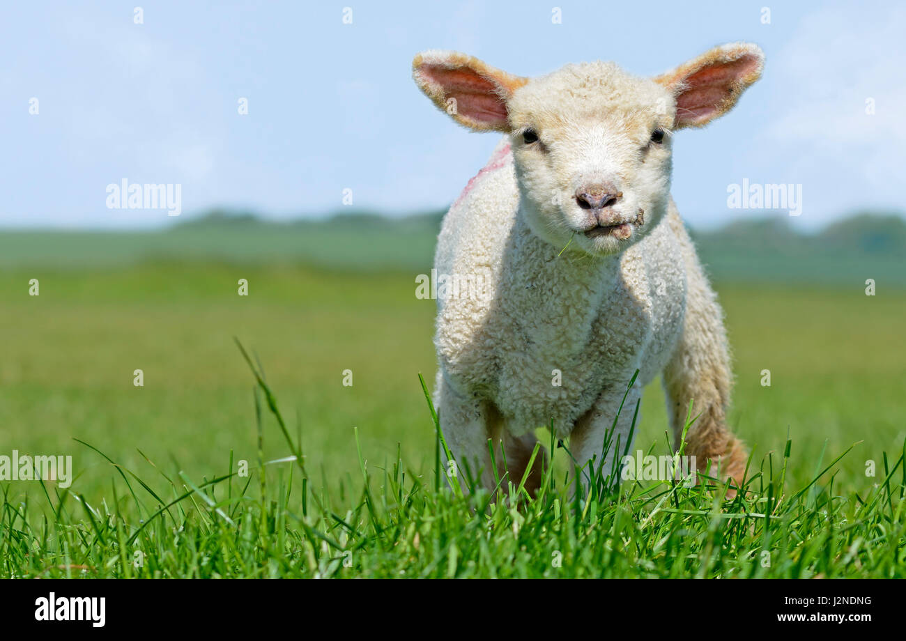 Petit agneau blanc debout dans l'herbe dans un champ à la recherche de l'appareil photo. Banque D'Images