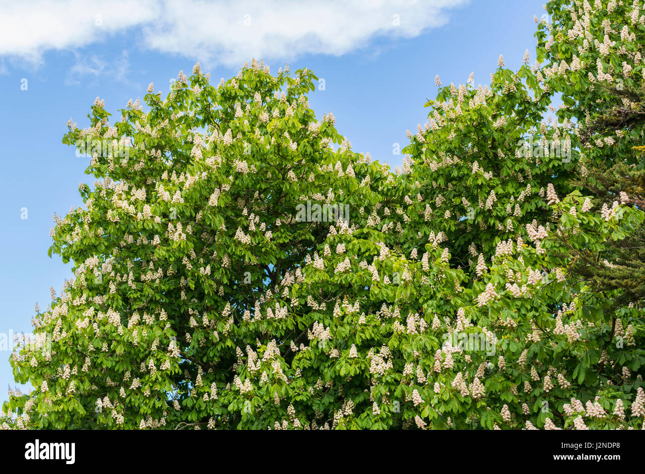 Haut d'un arbre Marronnier (Aesculus hippocastanum), AKA un arbre de Conker, .au printemps au Royaume-Uni. Banque D'Images